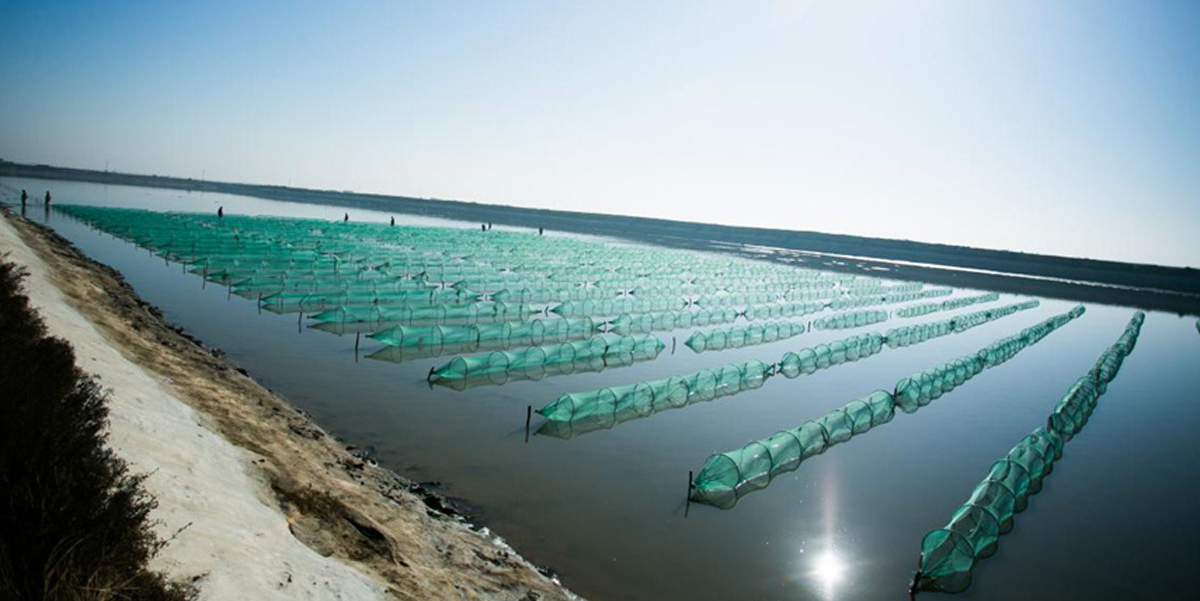 凌海市達蓮海珍品養(yǎng)殖有限責任公司發(fā)展歷程